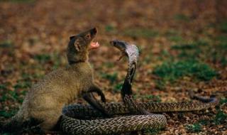 胆大包天正确一肖的动物 胆大包天正确一肖的动物