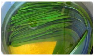 粽叶煮的时长 粽叶怎么煮才软又绿 粽叶煮的时长 粽叶怎么煮才软又绿