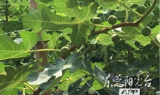 荔枝是什么时候丰收的水果 荔枝是什么时候丰收的水果