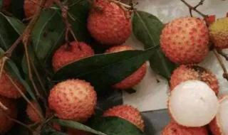 荔枝是什么时候丰收的水果 荔枝是什么时候丰收的水果