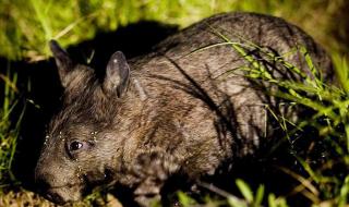 赶尽杀绝代表什么动物