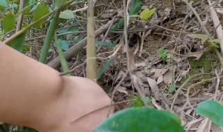 春天的手还会做些什么 春天的手还会做些什么